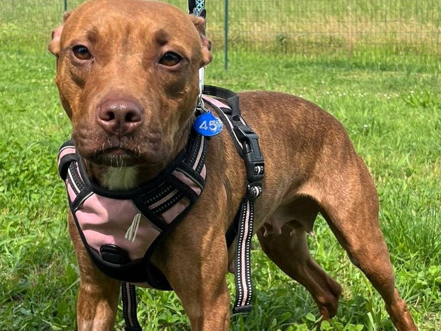 Vuoi adottare un cane a Milano?