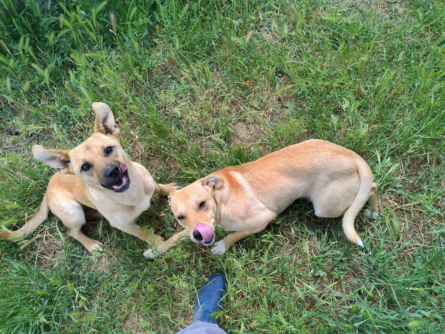 Adozione cane, maschio, Razza sconosciuta Razza sconosciuta, 7 mesi, taglia piccola, Varese