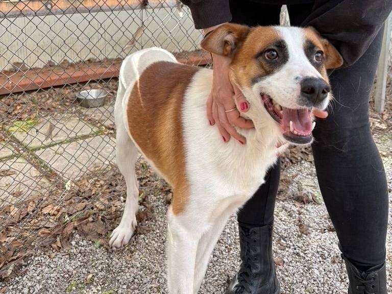 Adotta un cane, maschio, 1 anno e 10 mesi, Salerno