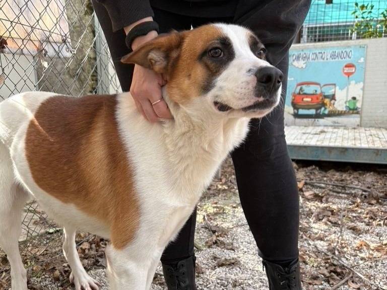 Adotta un cane, taglia media, maschio, Salerno