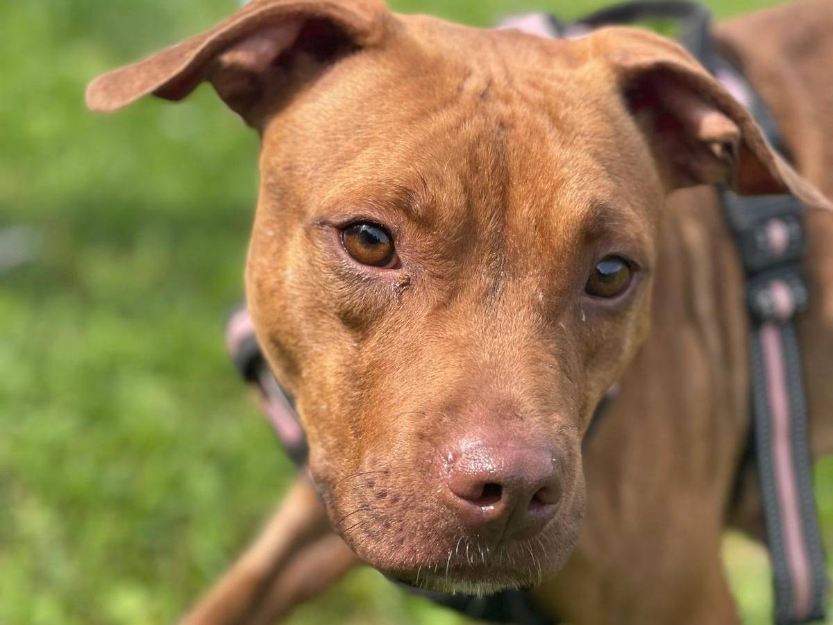 Adotta il cane ALMA a Milano