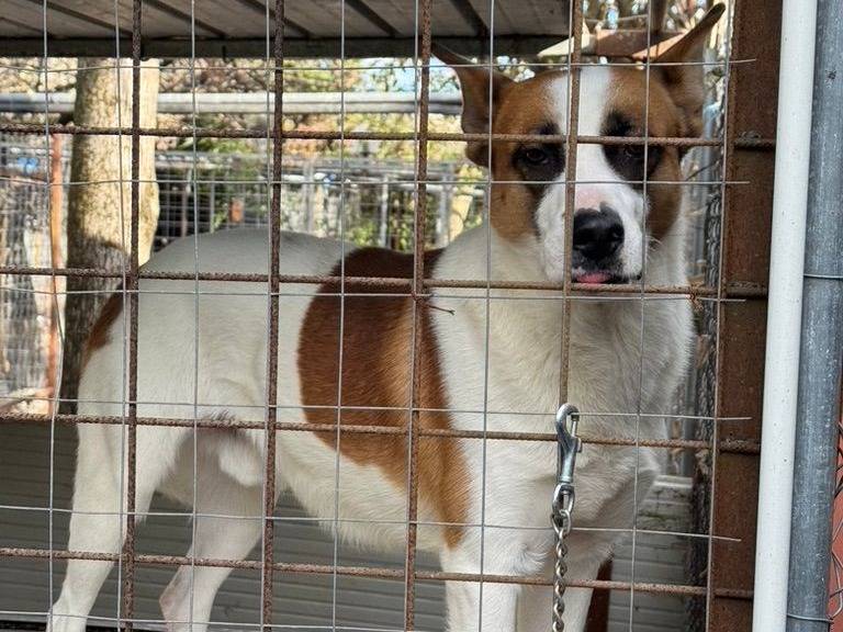Vuoi adottare un cane a Salerno?
