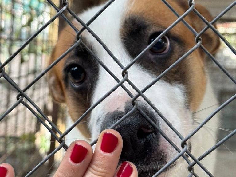 Adozione cane, maschio, Razza sconosciuta Razza sconosciuta, 1 anno e 10 mesi, taglia media, Salerno