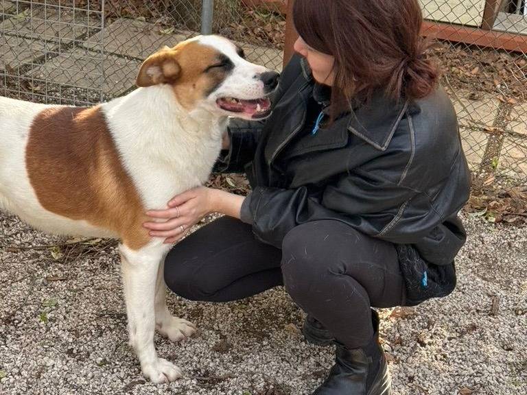 Adotta il cane MICHE a Salerno