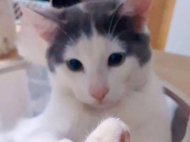 Adozione gatto, maschio, Razza sconosciuta Razza sconosciuta, 1 anno e 4 mesi, taglia non valida, Catania