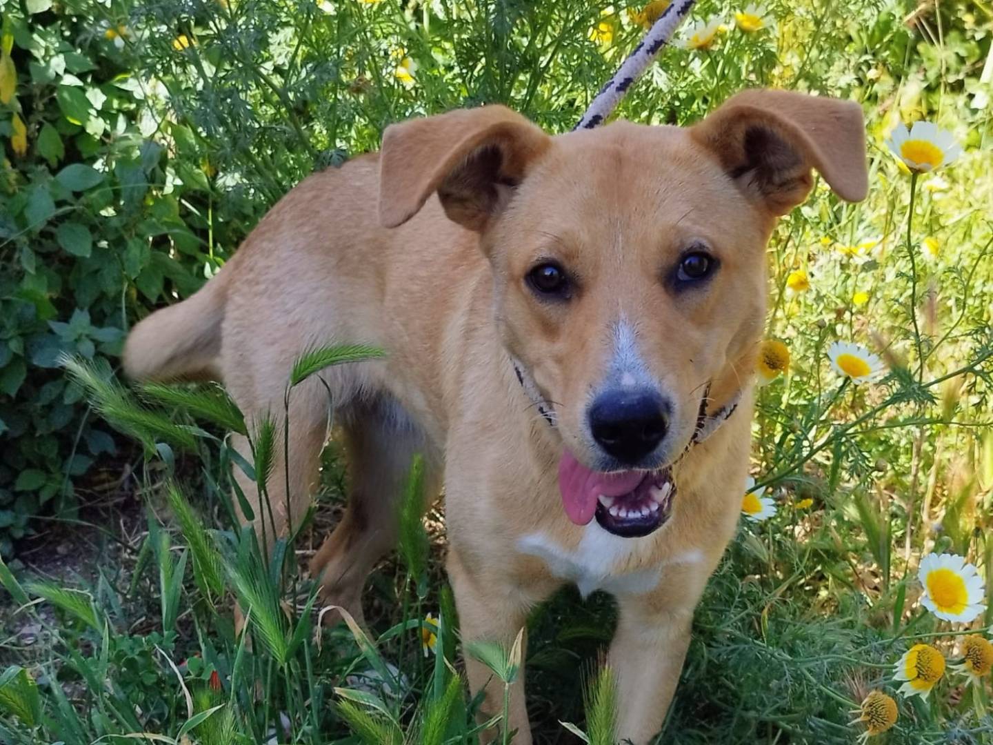 Adozione cane, femmina, Razza sconosciuta Razza sconosciuta, 6 mesi, taglia media contenuta, Trapani