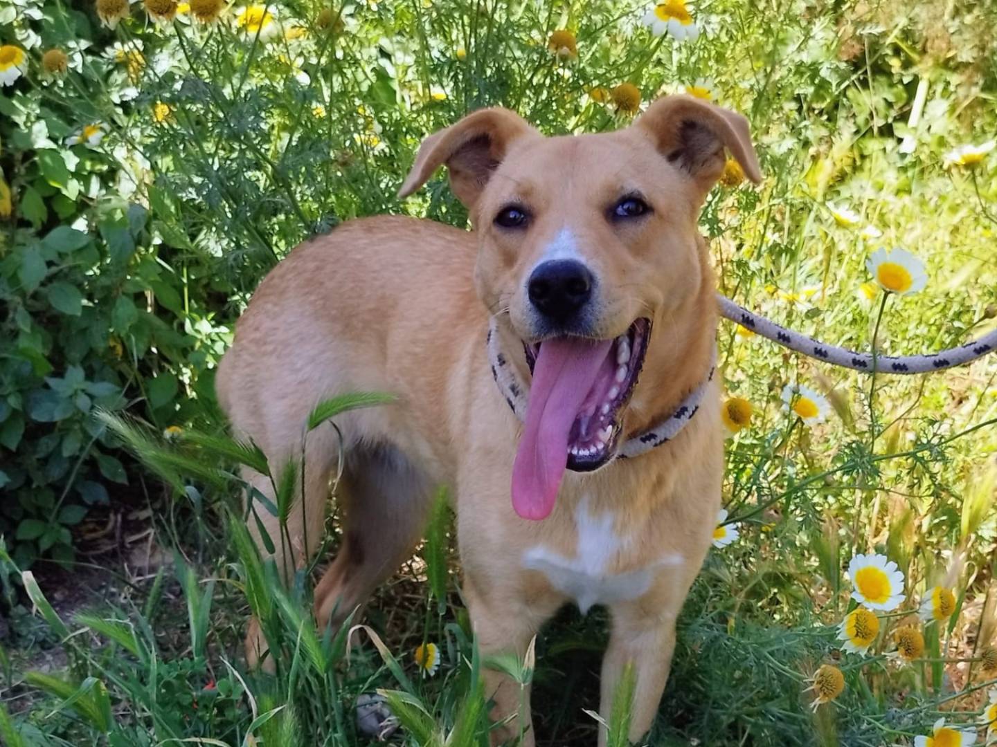 Adotta un cane, femmina, 6 mesi, Trapani