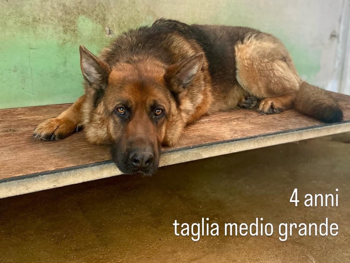 Adozione cane, maschio, Pastore tedesco Razza sconosciuta, 4 anni e 4 mesi, taglia grande, Frosinone