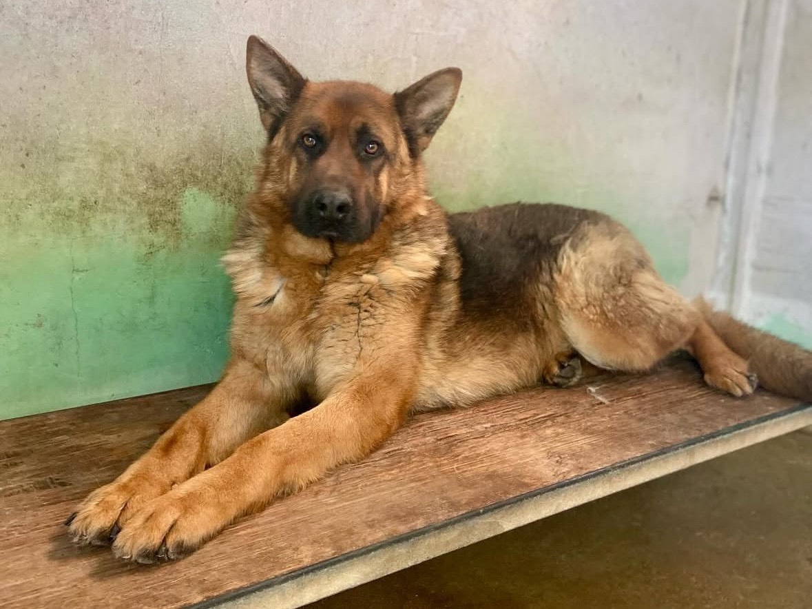 Adotta un cane, taglia grande, maschio, Frosinone