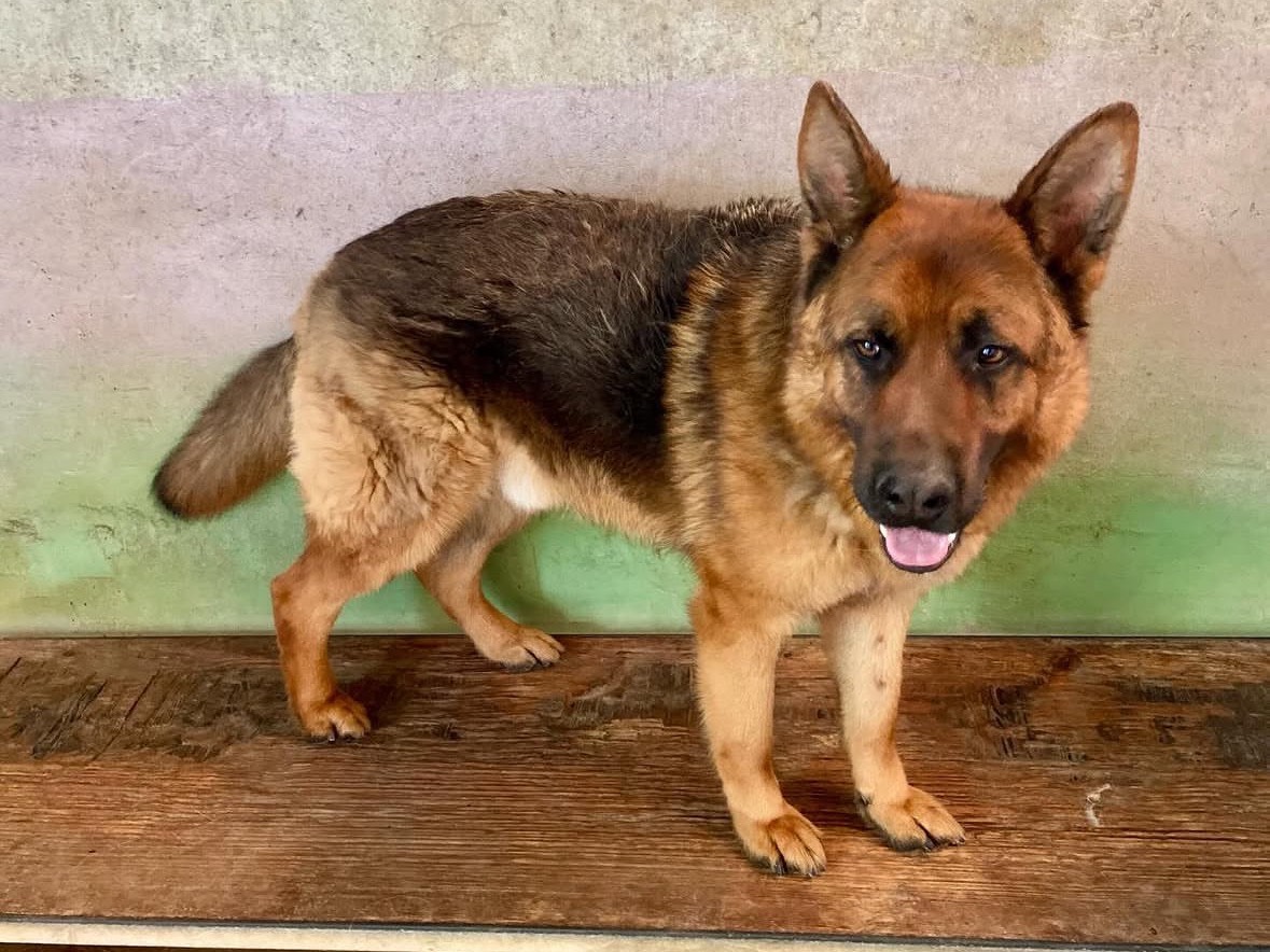 Adotta un cane, maschio, 4 anni e 4 mesi, Frosinone