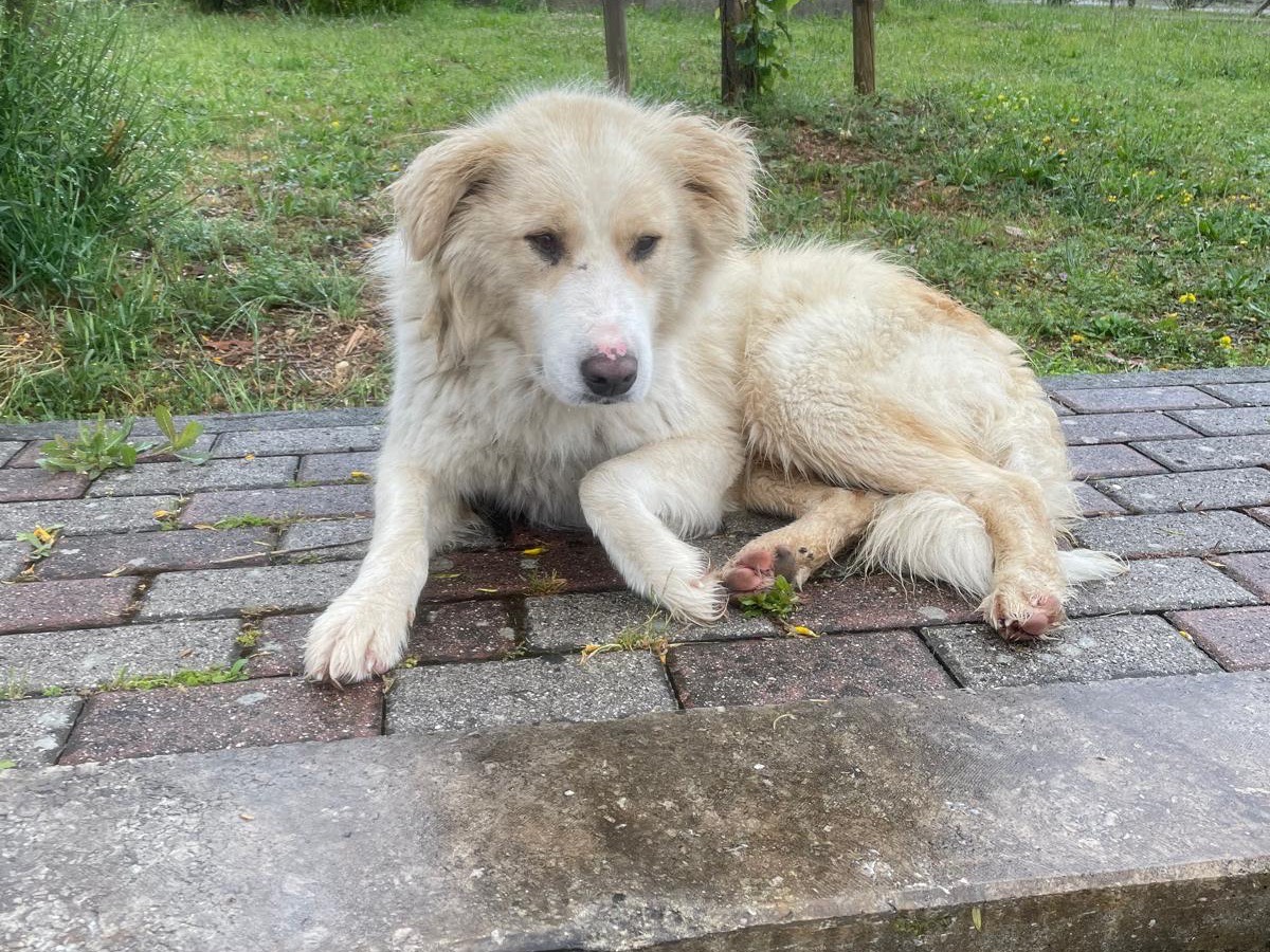 Adozione cane, maschio, Razza sconosciuta Razza sconosciuta, 3 anni e 10 mesi, taglia grande, Frosinone