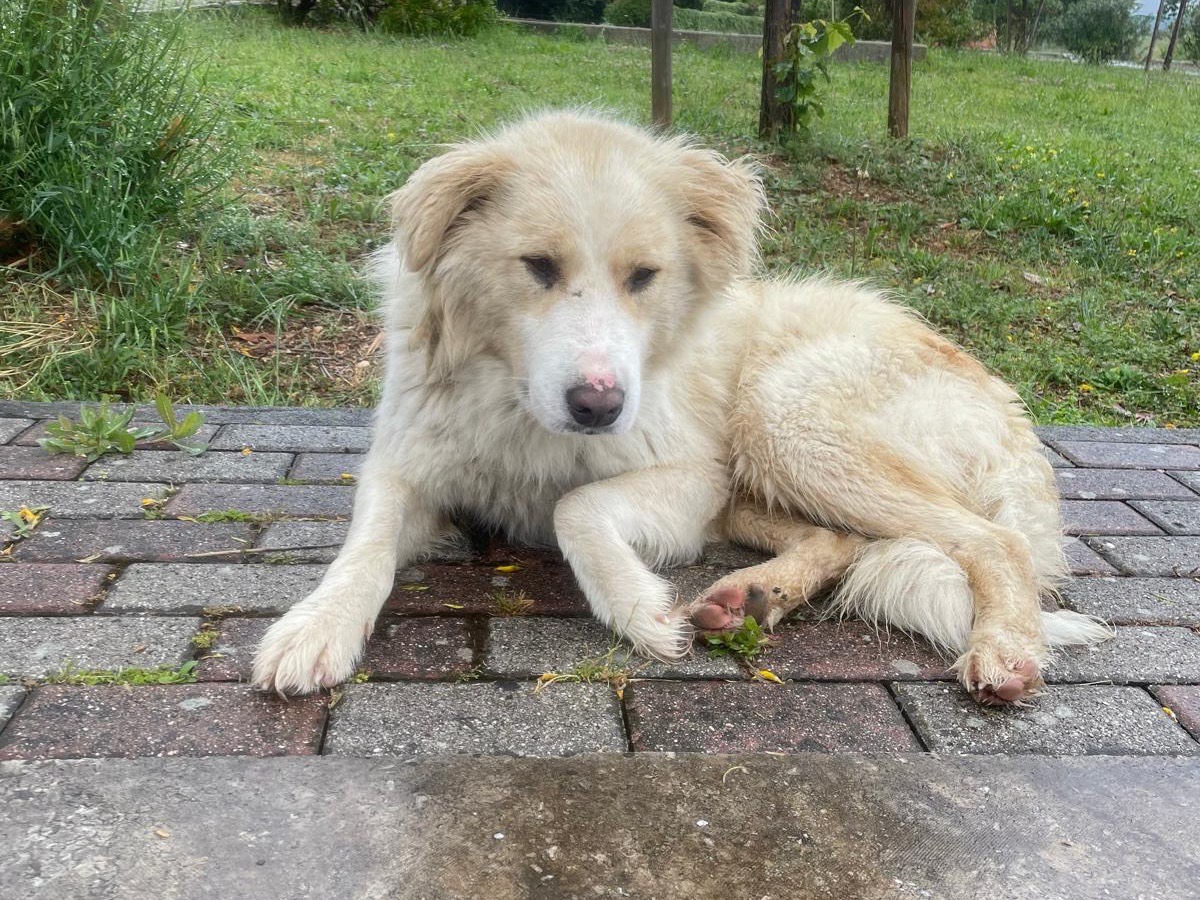 Adotta un cane, maschio, 3 anni e 10 mesi, Frosinone
