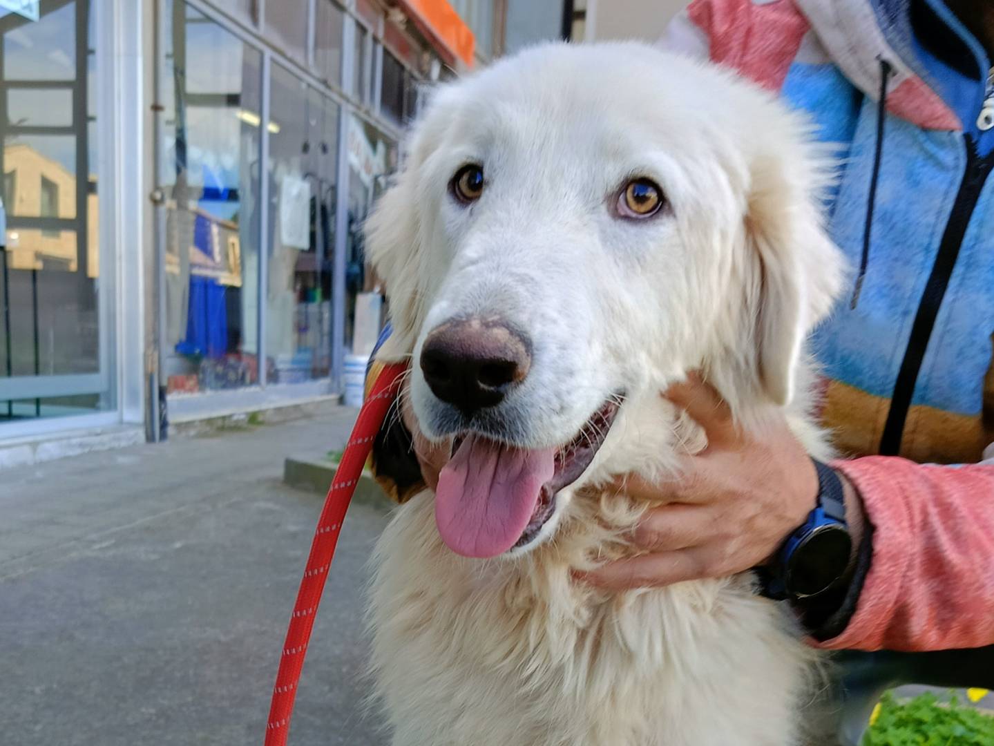 Adotta un cane, maschio, 1 anno e 1 mese, Siracusa