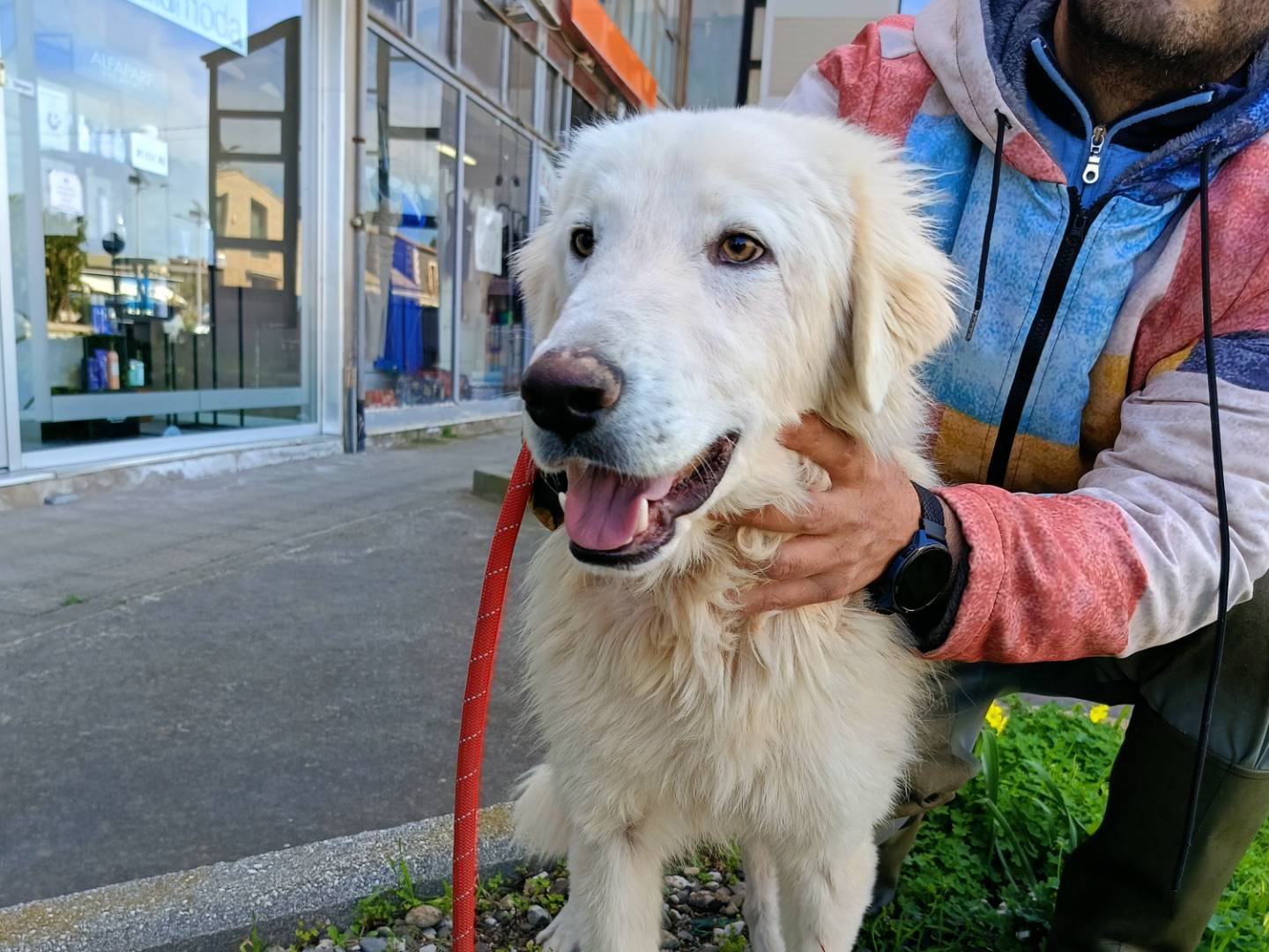Adozione cane, maschio, Razza sconosciuta Razza sconosciuta, 1 anno e 1 mese, taglia grande, Siracusa