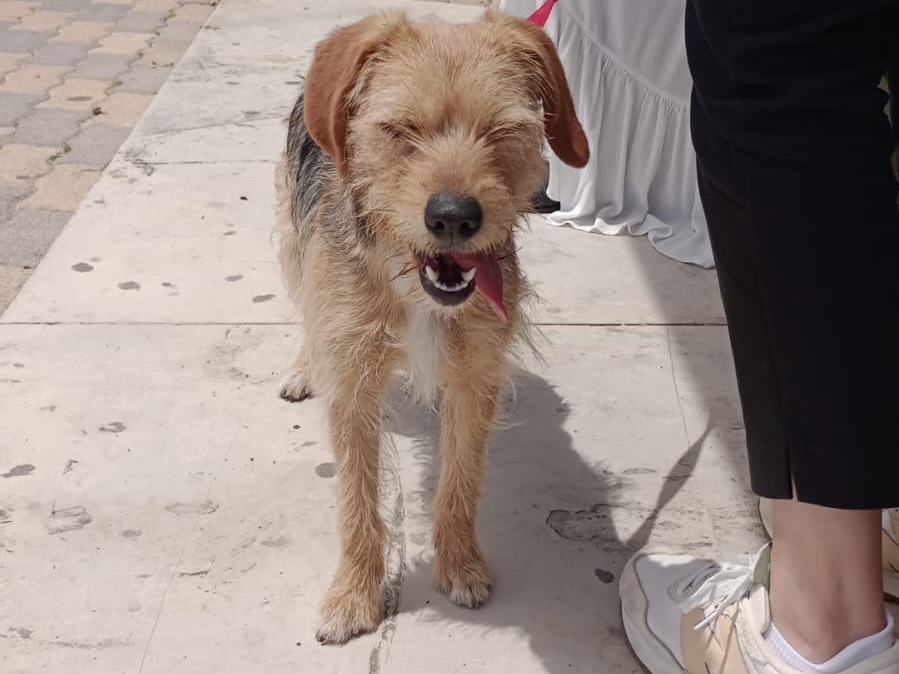 Adozione cane, femmina, Razza sconosciuta Razza sconosciuta, 1 anno e 3 mesi, taglia piccola, Caltanissetta