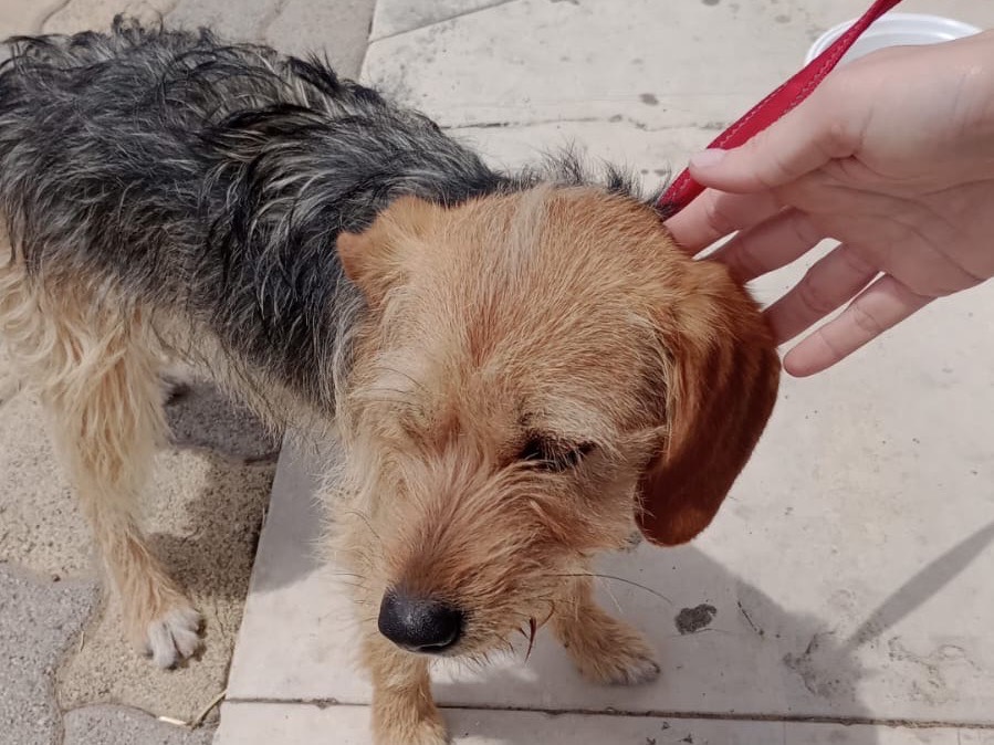Adotta un cane, femmina, 1 anno e 3 mesi, Caltanissetta