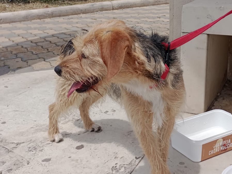 Adotta un cane, taglia piccola, femmina, Caltanissetta
