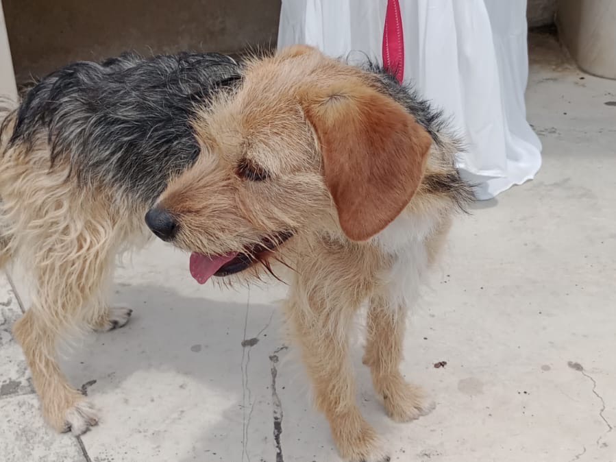 Vuoi adottare un cane a Caltanissetta?