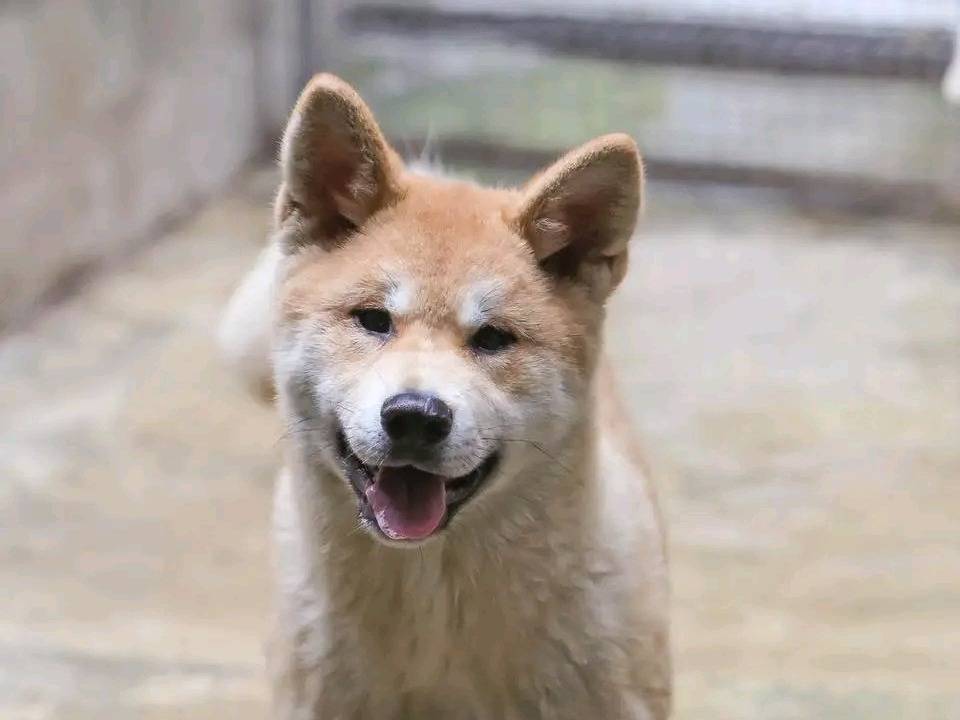 Adozione cane, femmina, Akita Razza sconosciuta, 5 mesi, taglia grande, Cremona