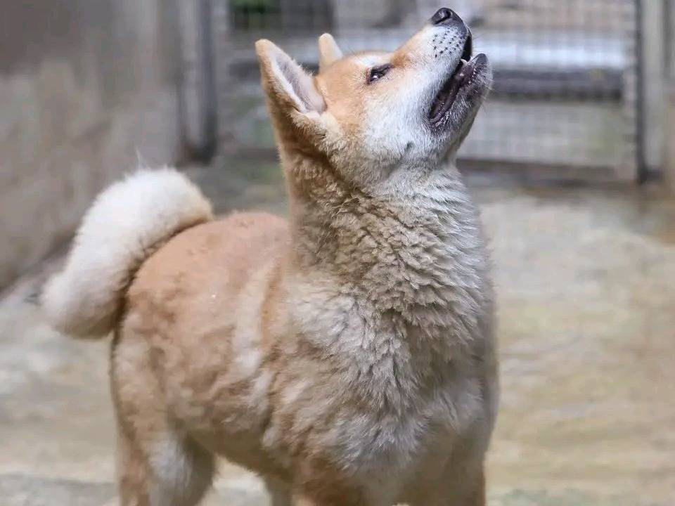 Adotta un cane, femmina, 5 mesi, Cremona