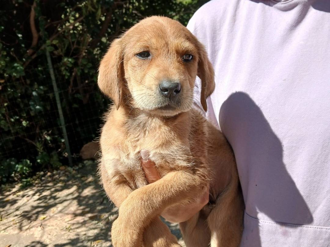 Adozione cane, maschio, Razza sconosciuta Razza sconosciuta, 2 mesi, taglia media, Siracusa