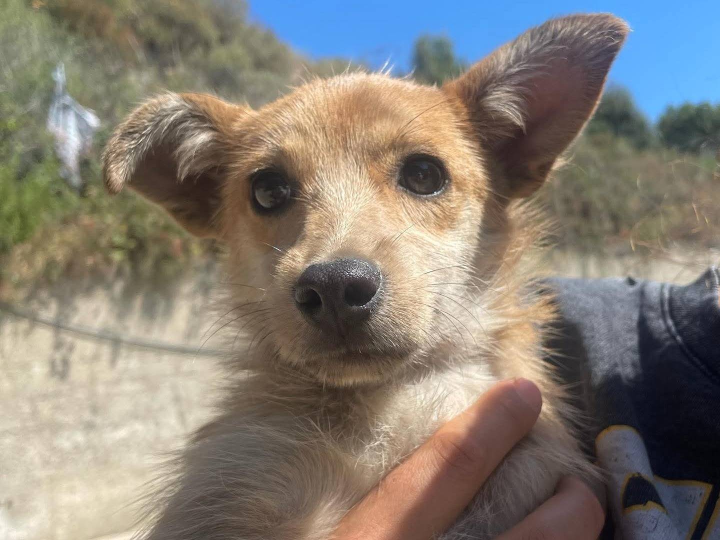 Adozione cane, femmina, Razza sconosciuta Razza sconosciuta, 6 mesi, taglia piccola, Catanzaro