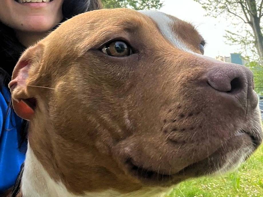 Adozione cane, maschio, Razza sconosciuta Razza sconosciuta, 1 anno e 8 mesi, taglia media, Milano