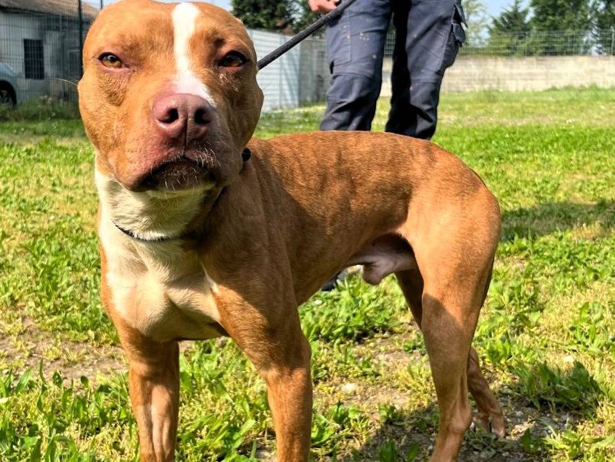 Adotta un cane, maschio, 1 anno e 8 mesi, Milano
