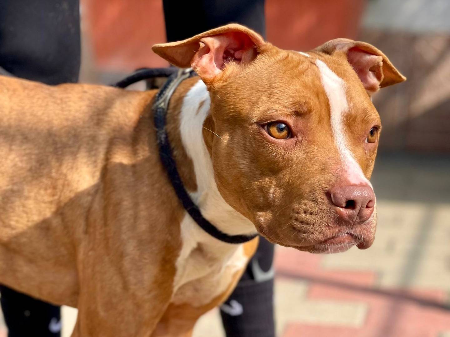 Vuoi adottare un cane a Milano?