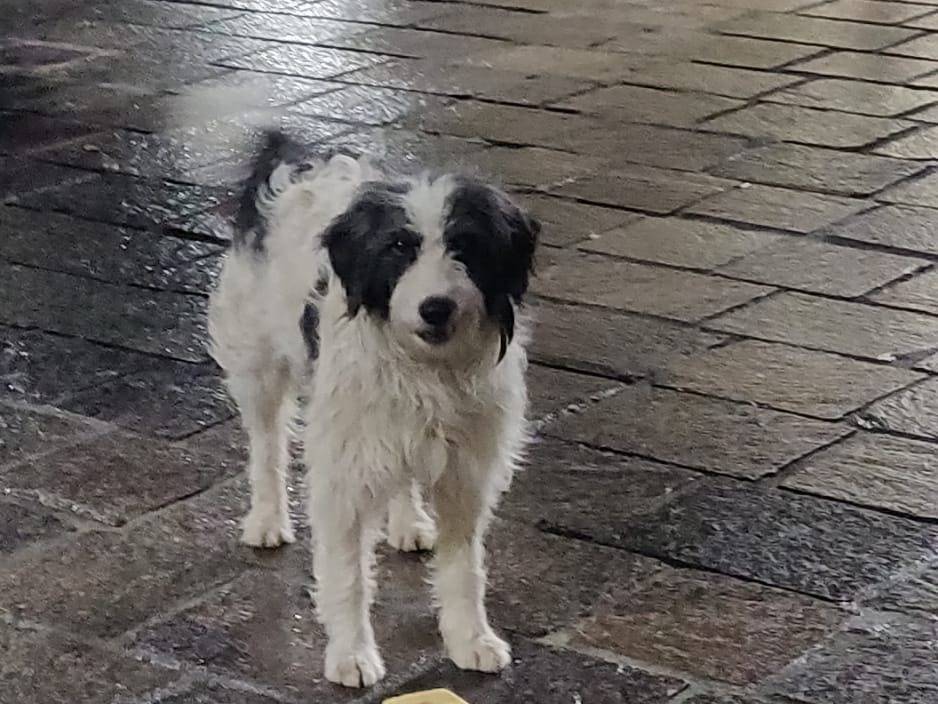 Adozione cane, maschio, Razza sconosciuta Razza sconosciuta, 1 anno e 4 mesi, taglia media contenuta, Potenza