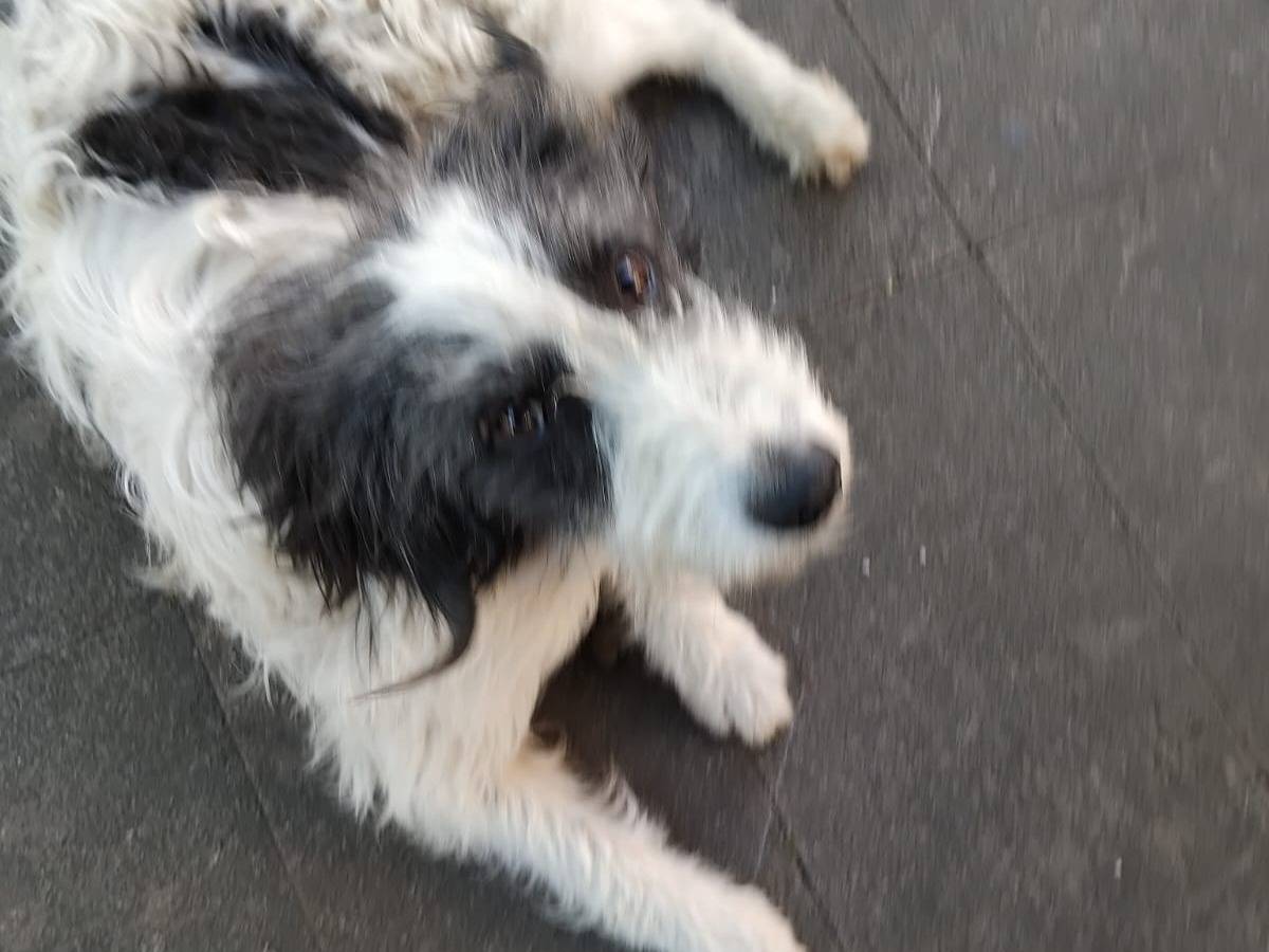 Adotta un cane, maschio, 1 anno e 4 mesi, Potenza
