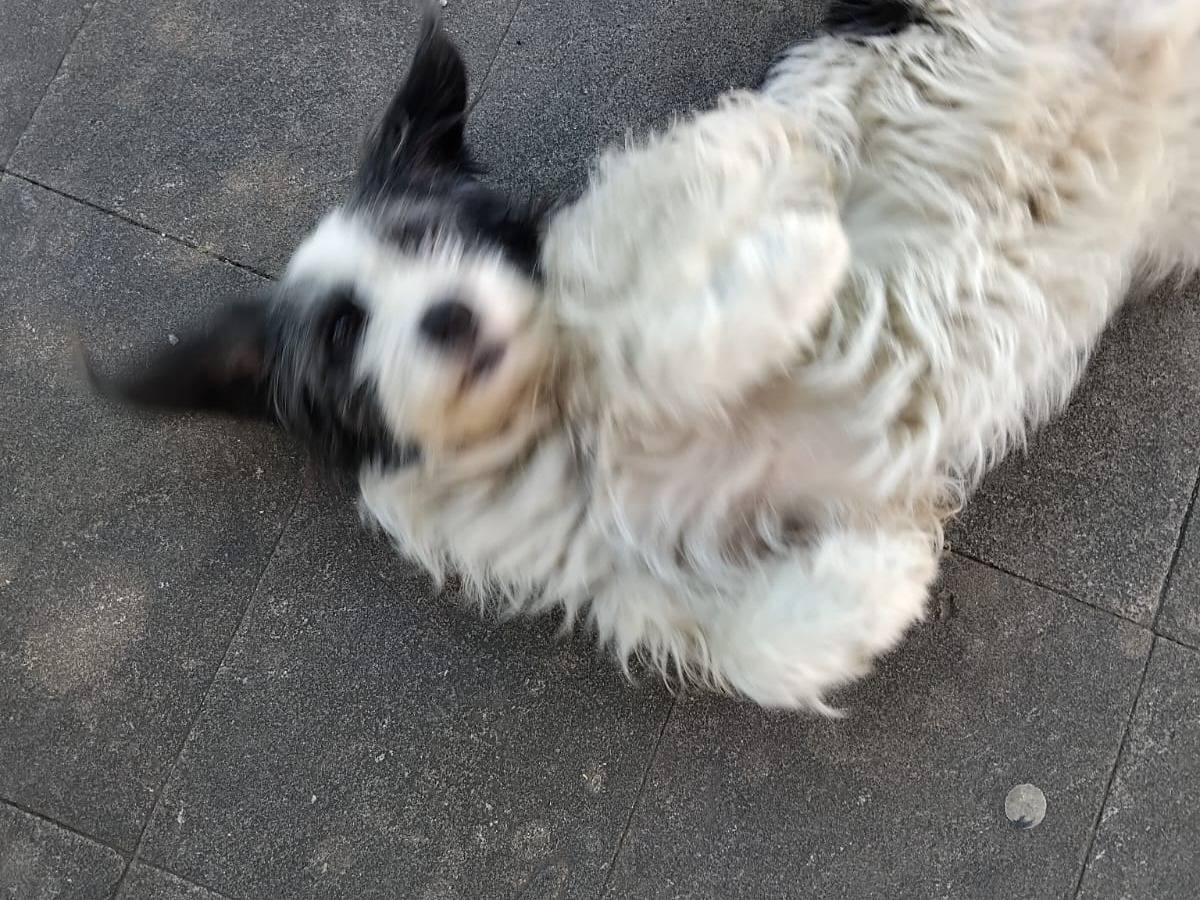 Adotta un cane, taglia media contenuta, maschio, Potenza