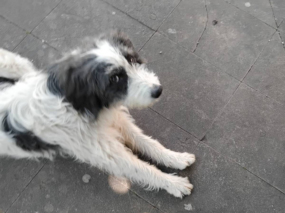 Vuoi adottare un cane a Potenza?