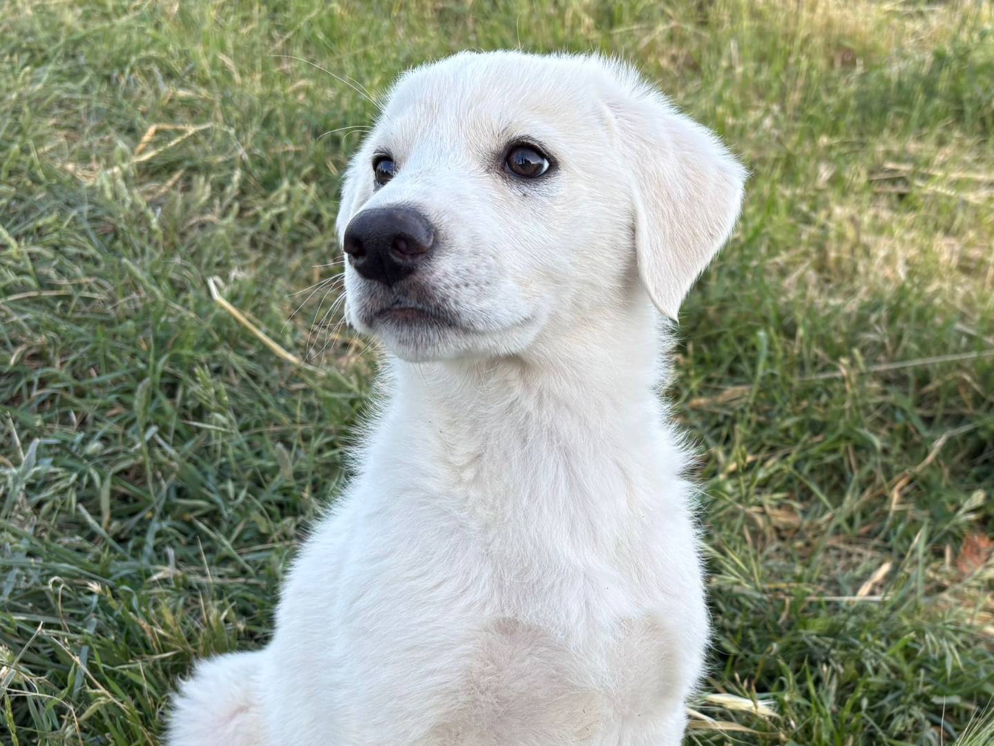Adozione cane, femmina, Razza sconosciuta Razza sconosciuta, 3 mesi, taglia media, Potenza