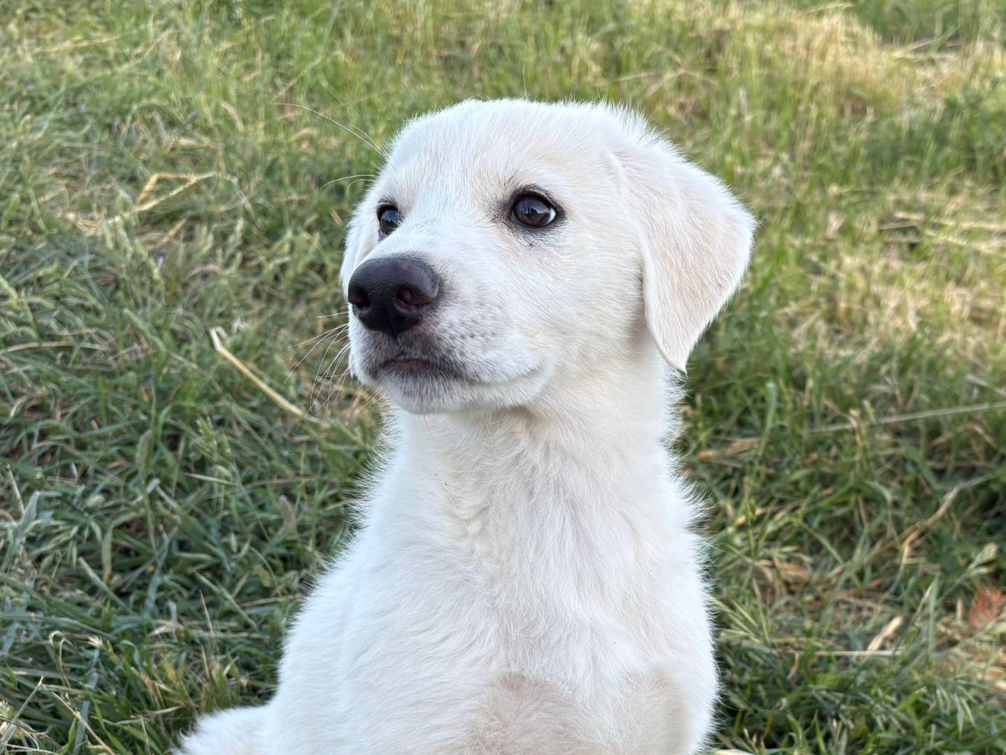 Adozione cane, femmina, Razza sconosciuta Razza sconosciuta, 3 mesi, taglia media, Potenza