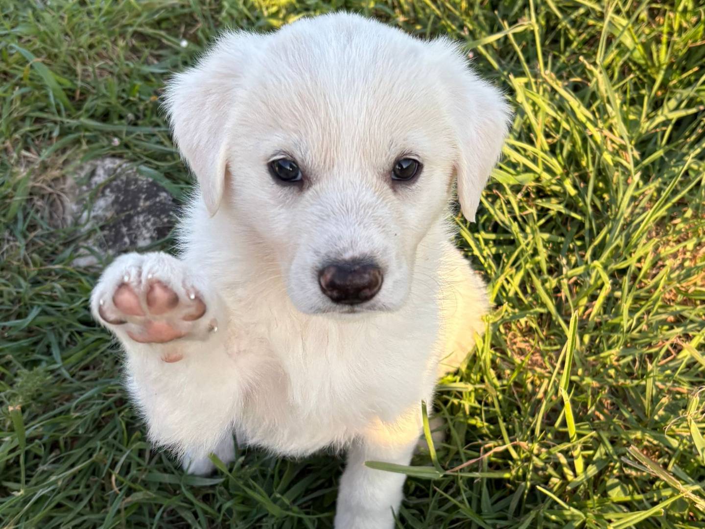 Adotta un cane, femmina, 3 mesi, Potenza