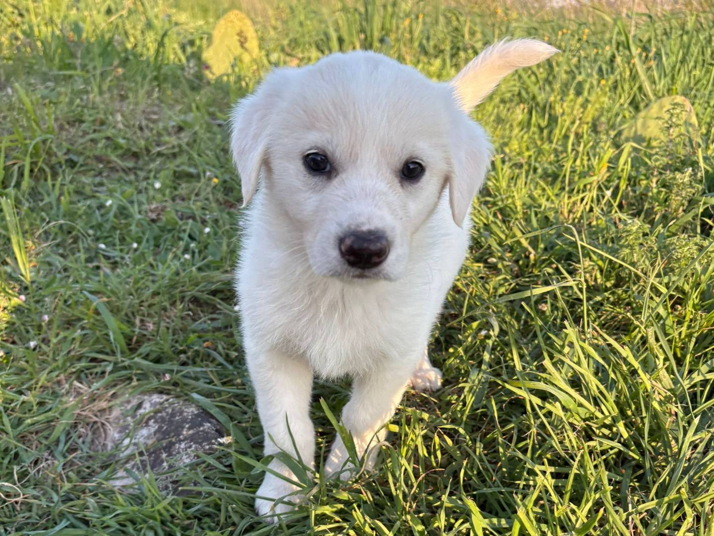 Adotta un cane, taglia media, femmina, Potenza