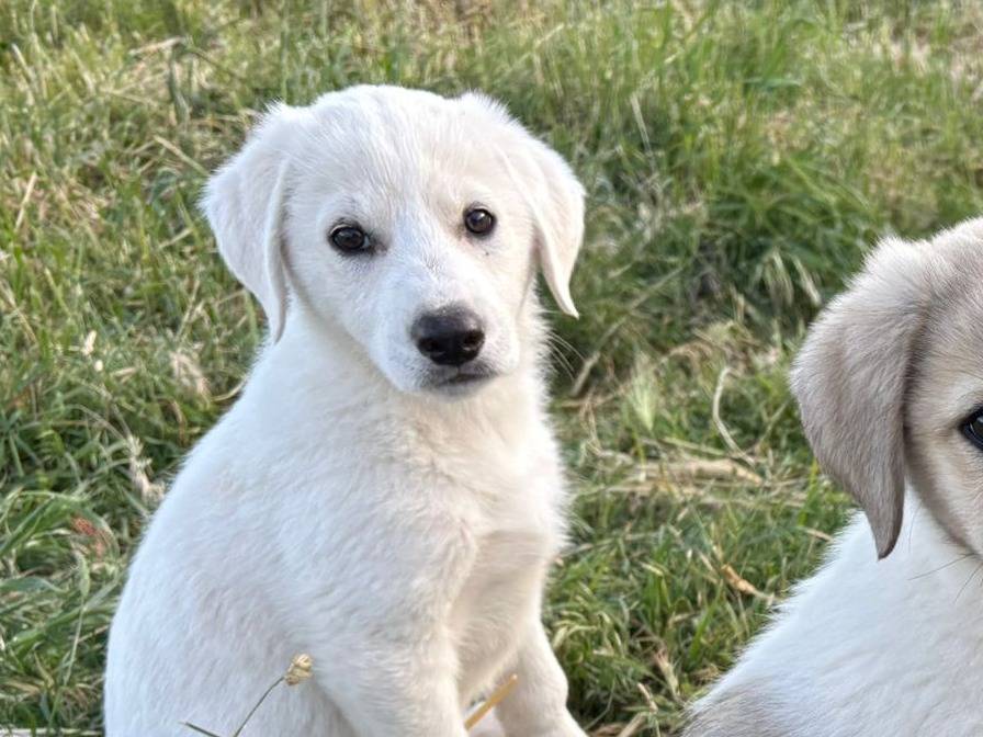 Vuoi adottare un cane a Potenza?