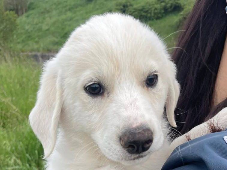 Adotta il cane Trudy a Potenza
