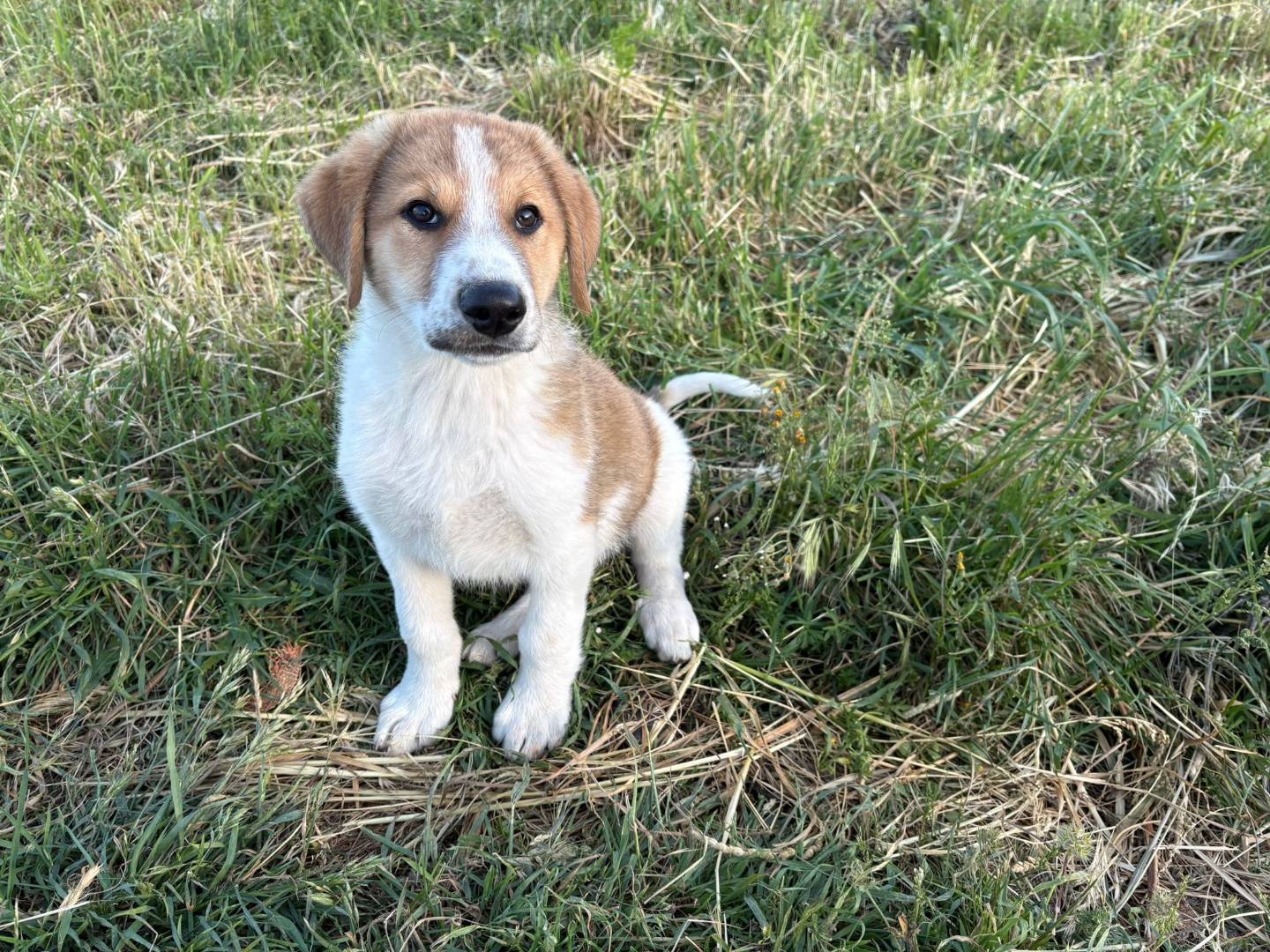 Adozione cane, maschio, Razza sconosciuta Razza sconosciuta, 2 mesi, taglia media, Potenza