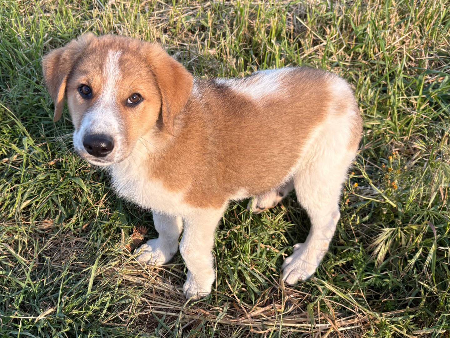 Adotta un cane, taglia media, maschio, Potenza