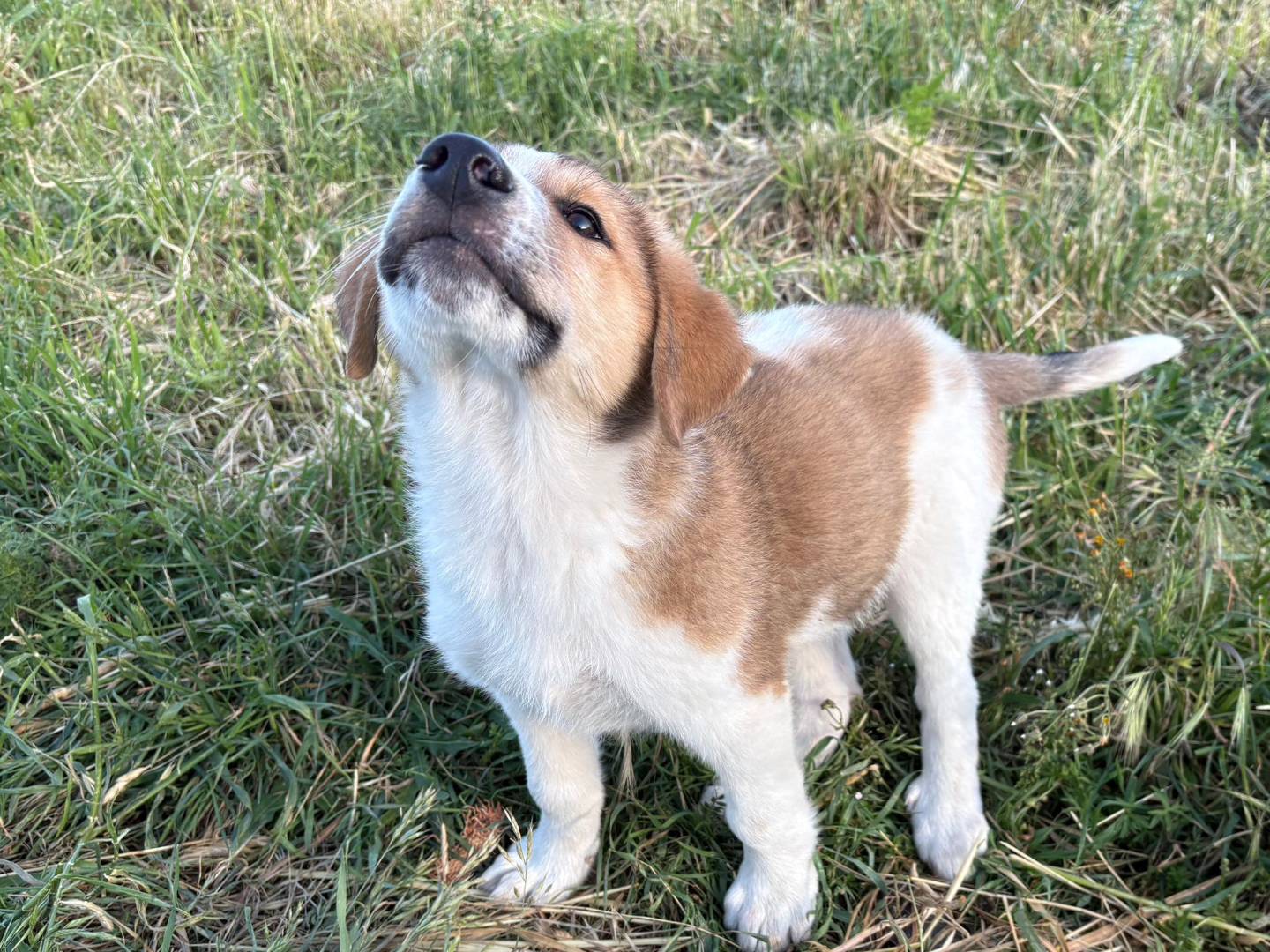 Vuoi adottare un cane a Potenza?
