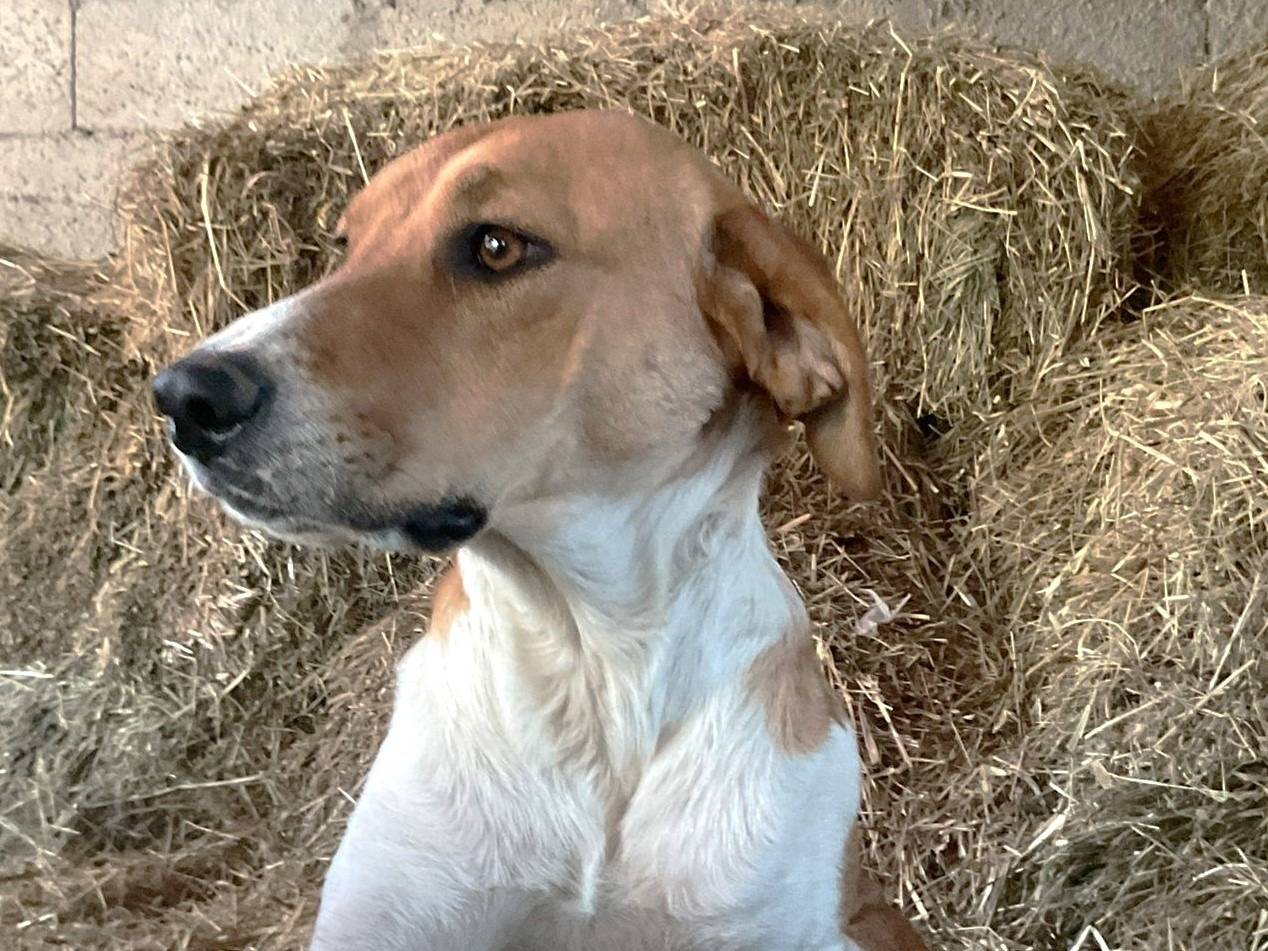 Adozione cane, femmina, Razza sconosciuta Razza sconosciuta, 1 anno, taglia media contenuta, Potenza