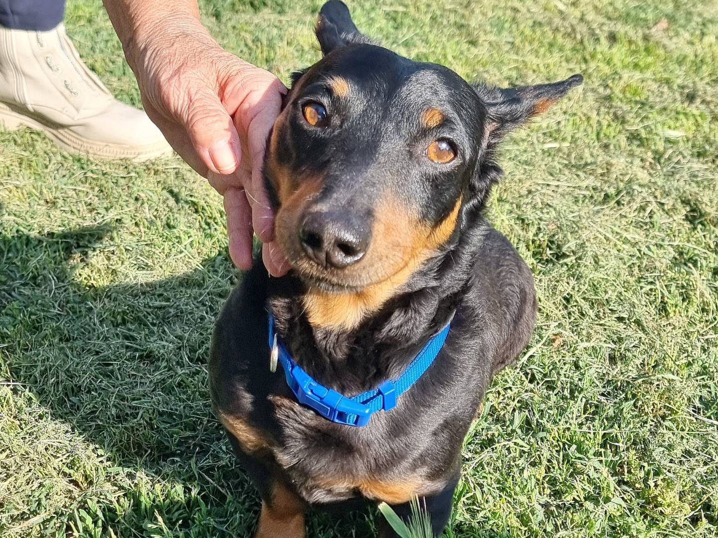 Adotta un cane, taglia piccola, maschio, Pavia