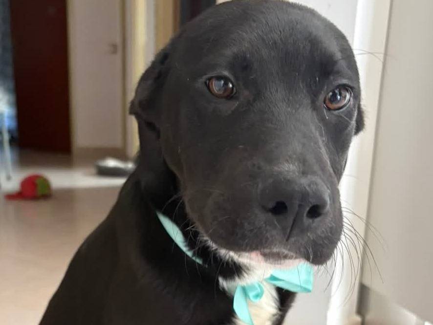 Adozione cane, maschio, Razza sconosciuta Razza sconosciuta, 4 mesi, taglia media, Padova