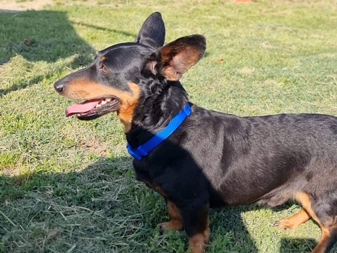 Adotta un cane, maschio, 4 anni e 2 mesi, Pavia