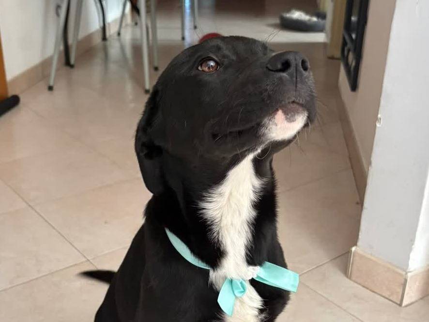Adotta un cane, maschio, 4 mesi, Padova