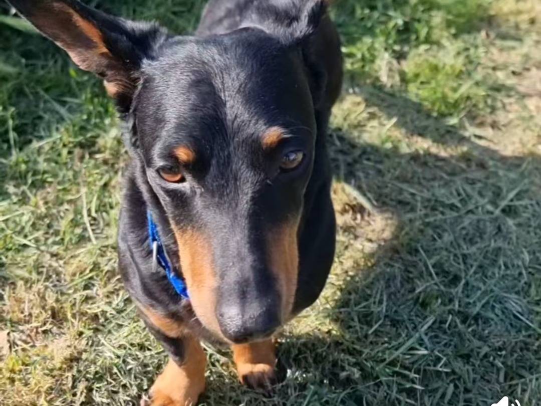 Vuoi adottare un cane a Pavia?