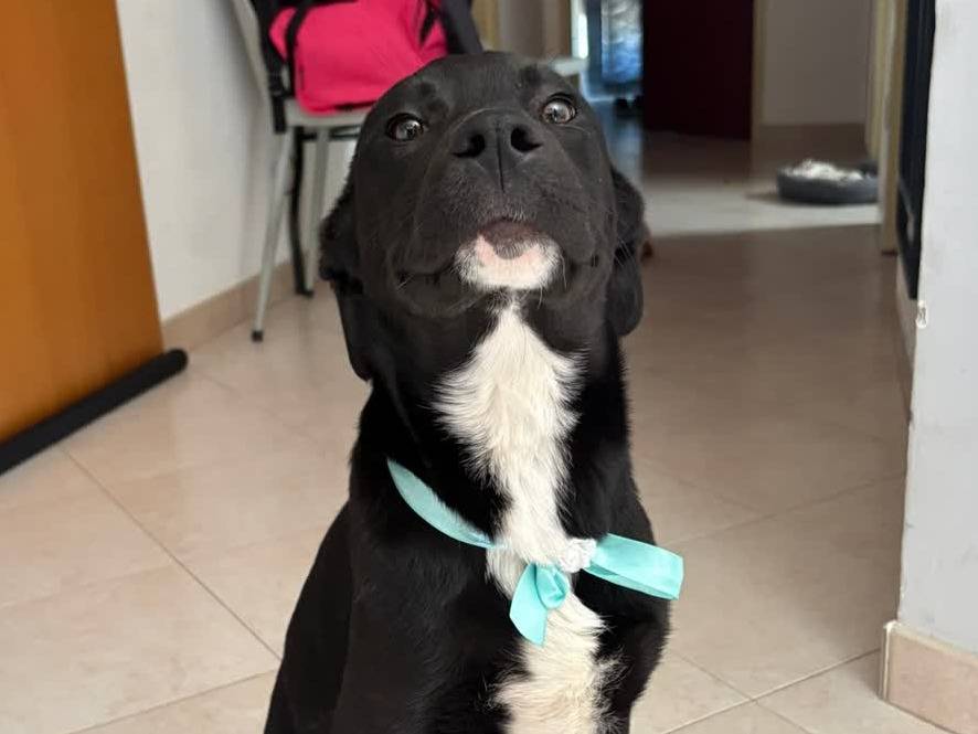 Adotta un cane, taglia media, maschio, Padova