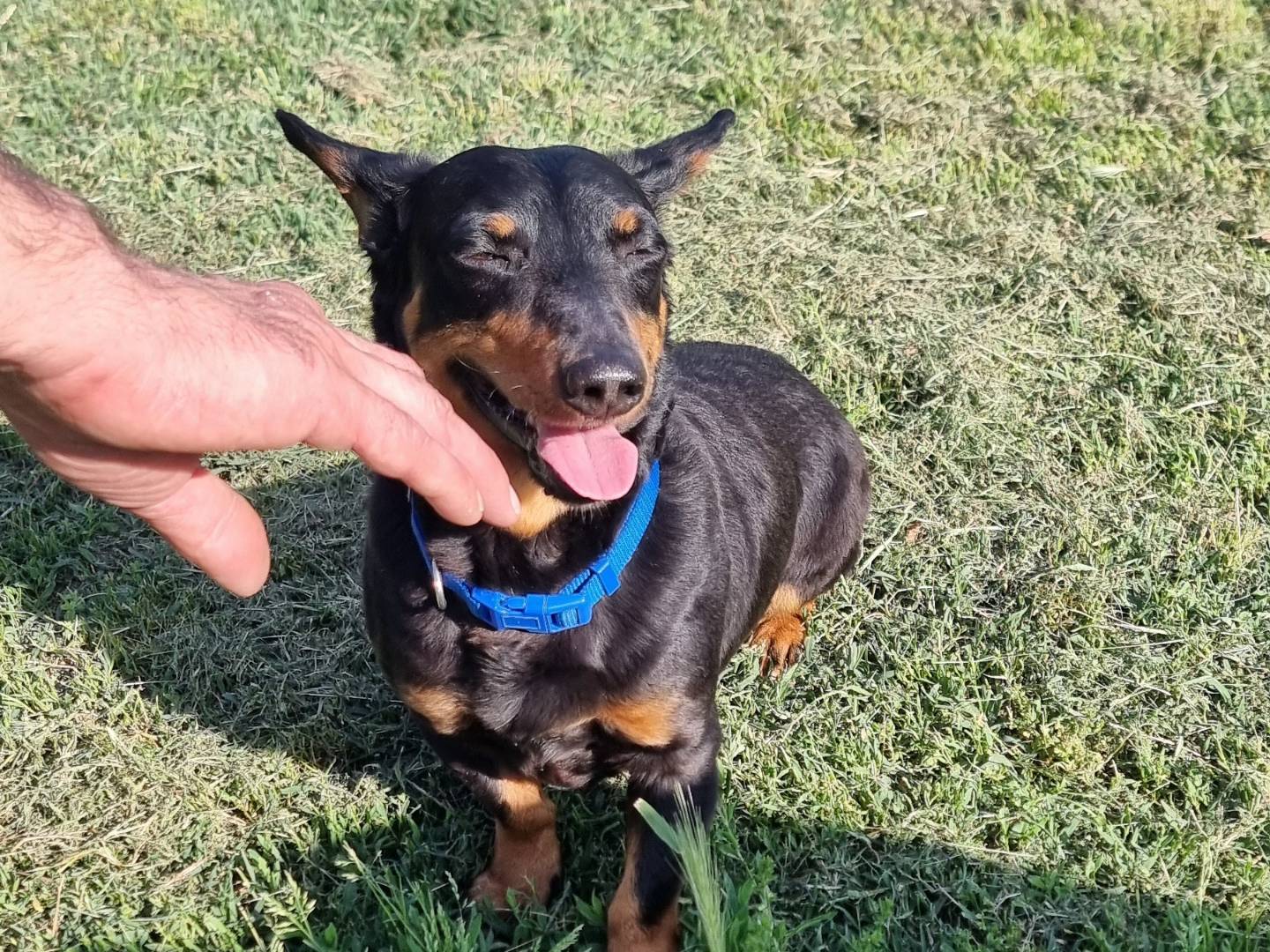 Adotta il cane Snoopy a Pavia
